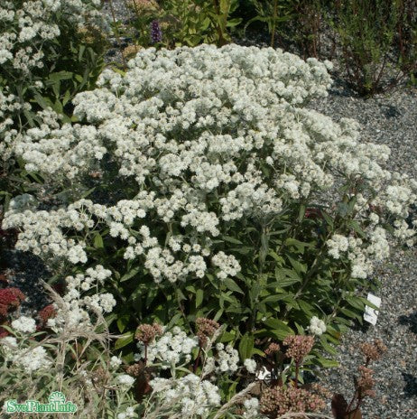 Ulleternell 'Sommerschnee' 11cm kruka
