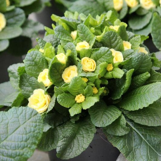 Jordviva 'Belarina Buttercup Yellow' 12cm kruka