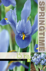 Holländsk Iris 'Alida' 15st