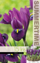 Holländsk Iris 'JS Dijt' 15st