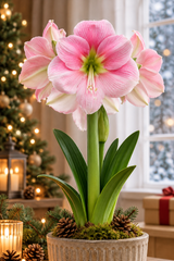 Afrikansk Amaryllis 'Blushing Bride' 1st