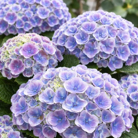 Hortensia 'Bicolor Bavaria'