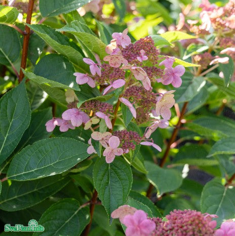 Vipphortensia 'Early Pink'