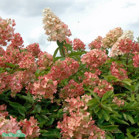 Vipphortensia 'Unique' 9cm kruka
