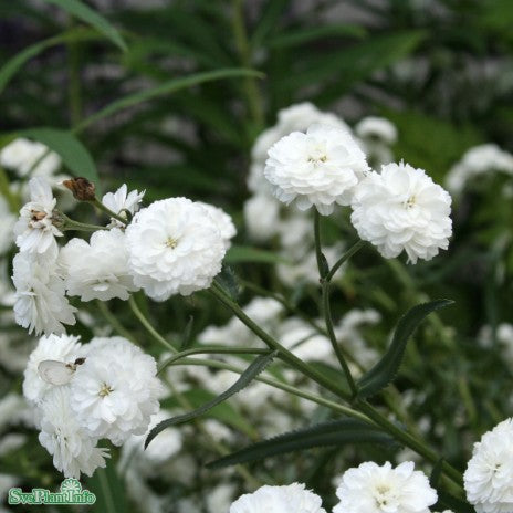 Vitpytta 'The Pearl' 11cm kruka