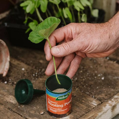 Westland 'Rooting Powder' 100g