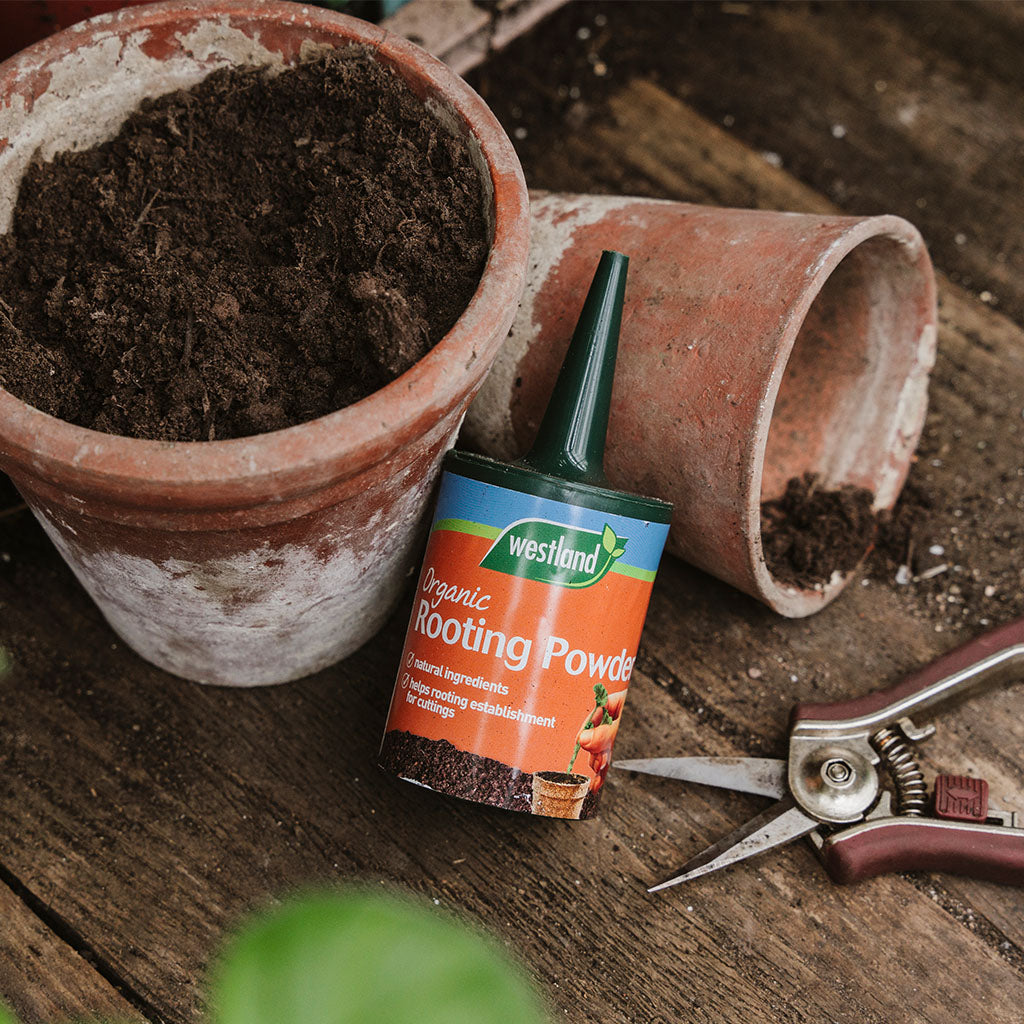 Westland 'Rooting Powder' 100g