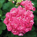 Rosenknoppspelargon 'Rosalinda' 12cm kruka