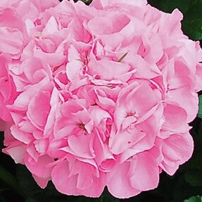 Zonalpelargon 'Sunrise Goesta' 12cm kruka