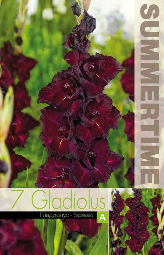 Gladiolus 'Espresso' 7st