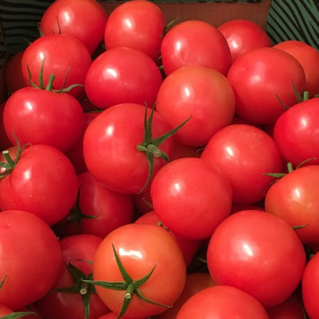 Tomat 'Sjaleza' F1 Frö