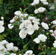 Miniatyrros 'White Fairy' 5-pack barrot