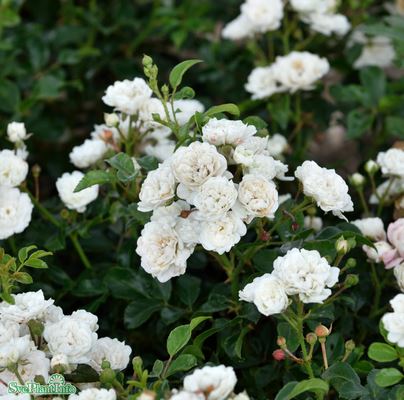 Miniatyrros 'White Fairy' 5-pack barrot