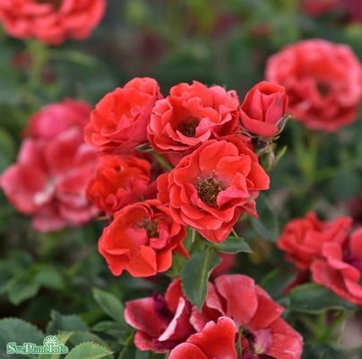 Modern buskros 'Charming Cover' 10-pack barrot