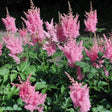 Astilbe 'Bressingham Beauty' 1st barrotad
