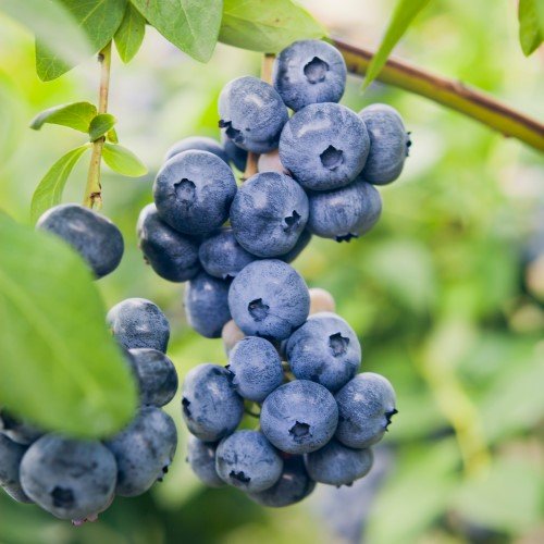 Vaccinium 'Northland' 10-pack i kruka
