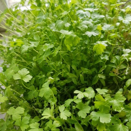 Sproutly: EKO Persiljefrön 40g