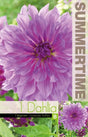 Dekorativ Dahlia 'Lavender Ruffles' 1st