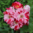 Floribundaros 'Hanky Panky' 10-pack barrot