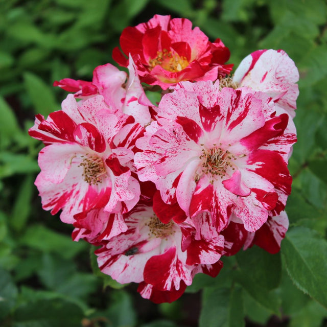 Floribundaros 'Hanky Panky' 10-pack barrot