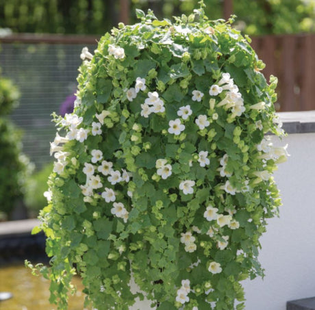 Lejongapsranka 'Lofos Compact White' 10,5cm kruka