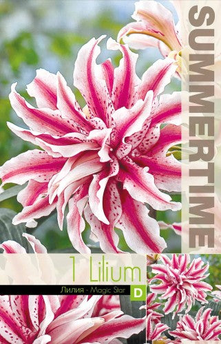 Orientlilja 'Magic Star' 1st