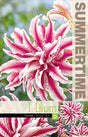 Orientlilja 'Magic Star' 1st