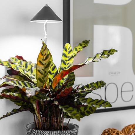 Sunlite växtlampa Grafitgrå -7W