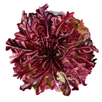 Plocksallat 'Red Salad Bowl' Svenskodlat frö