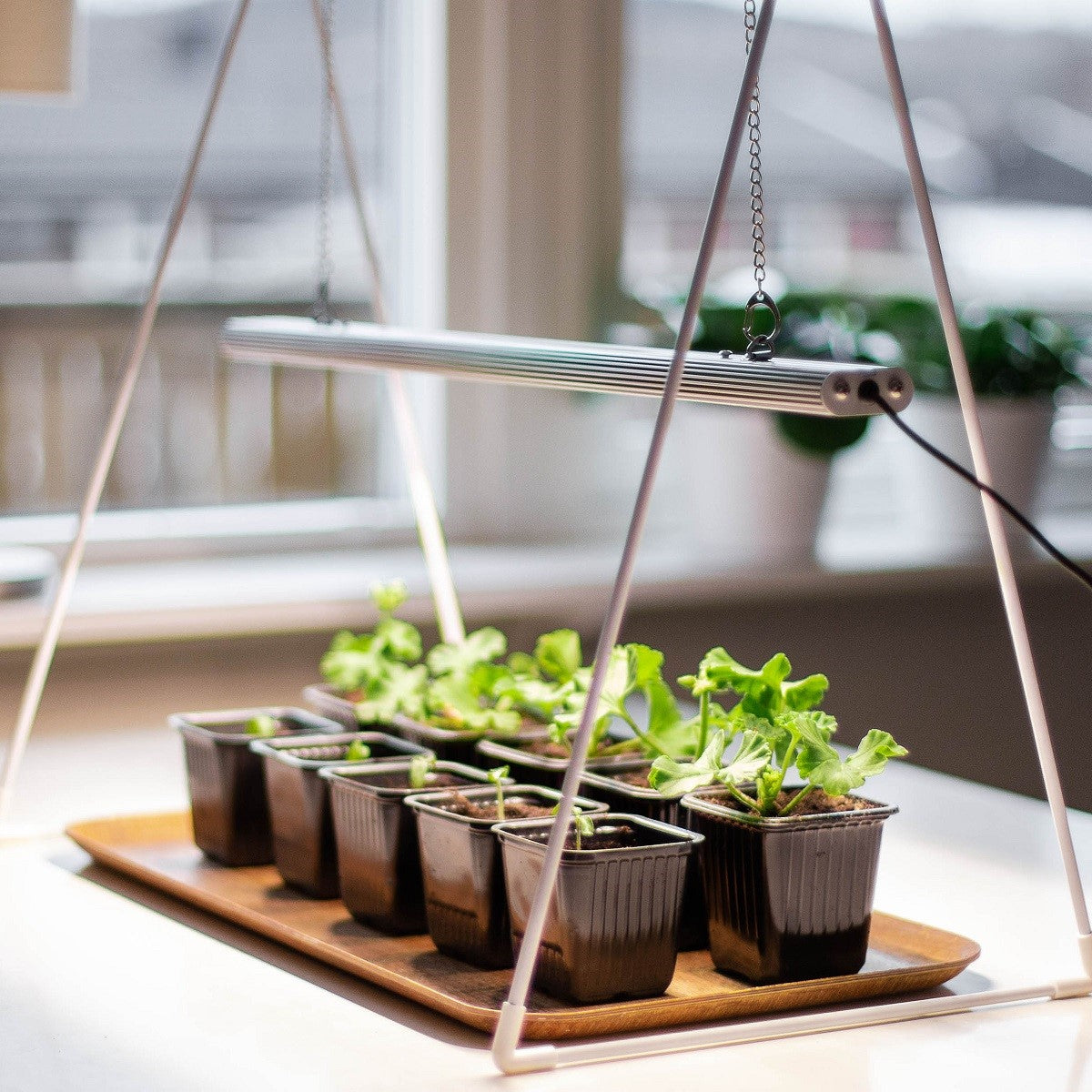 Growlight Duo 3E med stativ