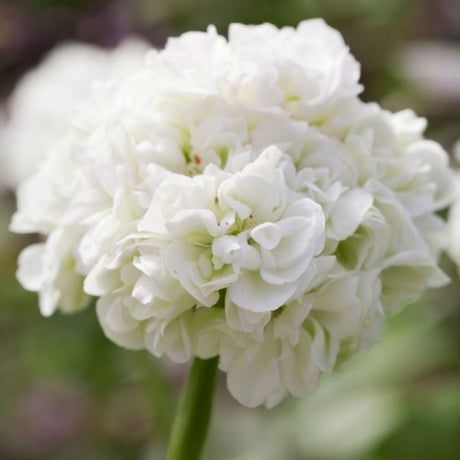 Rosenknoppspelargon 'Karla' 12cm kruka