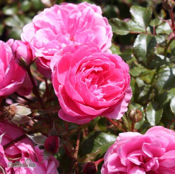 Floribundaros 'Berleburg' 5-pack barrot