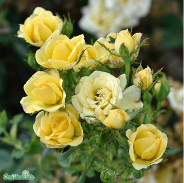 Miniatyrros 'Yellow Fairy' 5-pack barrot