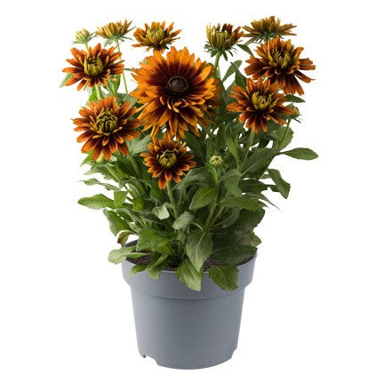 Sommarrudbeckia 'Rudy Double Orange' - 3 plantor