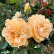 Moschataros 'Buff Beauty' 1st barrotad