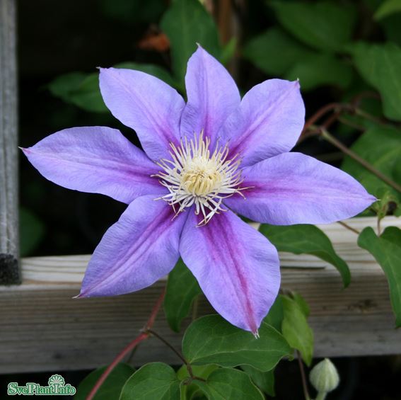 Klematis 'Barbara Jackman' 1-pack