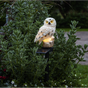 Solcellsdekoration 'Owl' - LED