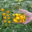 San Marzano Tomat 'Kiss me' 10,5cm kruka