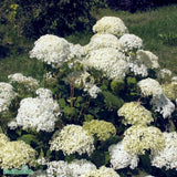 Vidjehortensia 'Annabelle' co 10-pack
