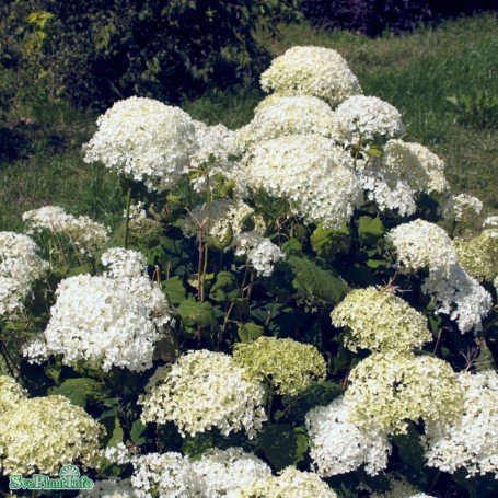 Vidjehortensia 'Annabelle' co 10-pack