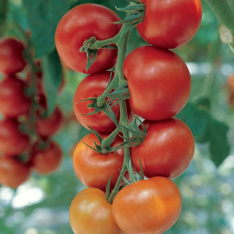 Cocktailtomat 'Temptation' F1 Frö