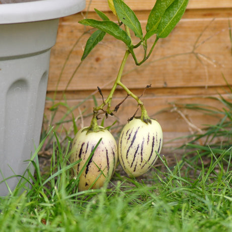 Pepino Gold 12cm kruka