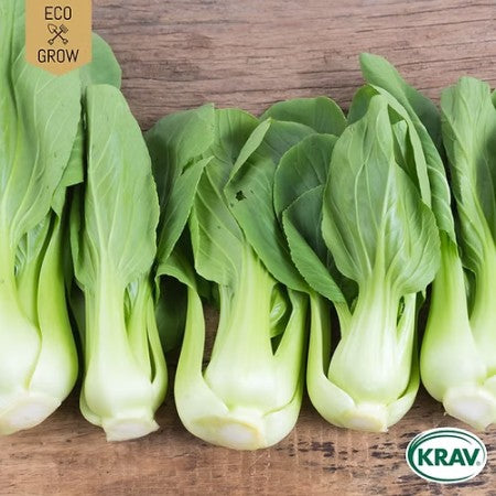 Pak Choi 'Bok Choy Green' KRAV-märkt