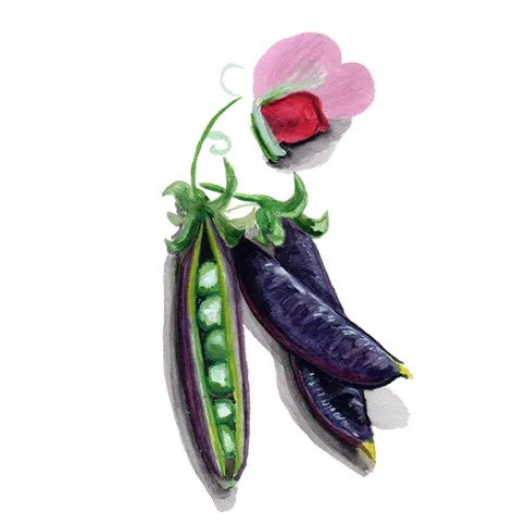 Brytsockerärt 'Sugar Magnolia' Svenskodlat frö