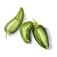 Chili 'Padron' Svenskodlat frö