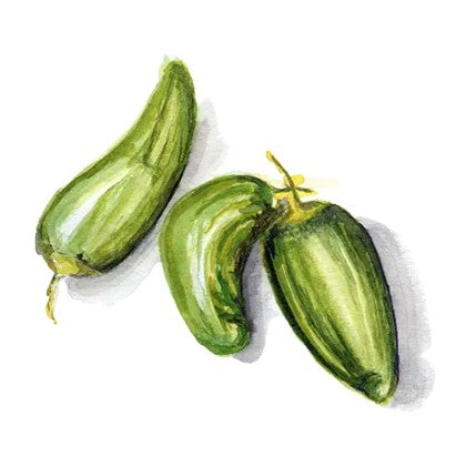 Chili 'Padron' Svenskodlat frö