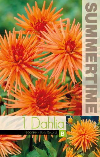 Dvärg Kaktus Dahlia 'Park Record' 1st