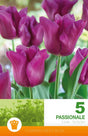 Triumphtulpan 'Passionale' 5st
