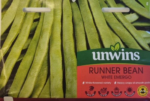 Rosenböna 'White Emergo'