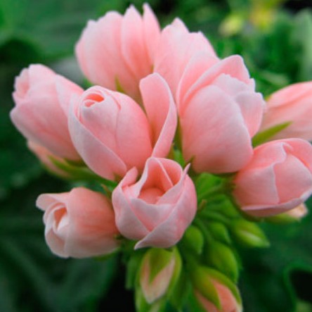 Tulpanpelargon 'Emma DK' 3st sticklingar